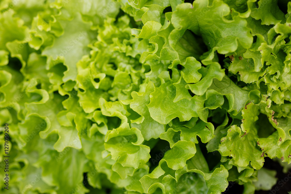 Lettuce leaves with ruffled edges form a beautiful background Lettuce leaves with ruffled edges form a beautiful background