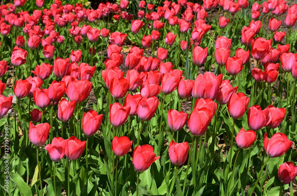 Field of Gorgeous Flowering Dark Pink Tulips Field of Gorgeous Flowering Dark Pink Tulips