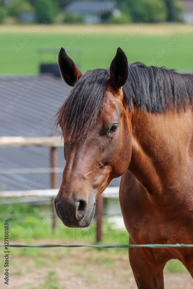 Beautiful brown riding horse portrait from the yard of the riding school. There is a building and a meadow in the blurred background. Beautiful brown riding horse portrait from the yard of the riding school. There is a building and a meadow in the blurred background.