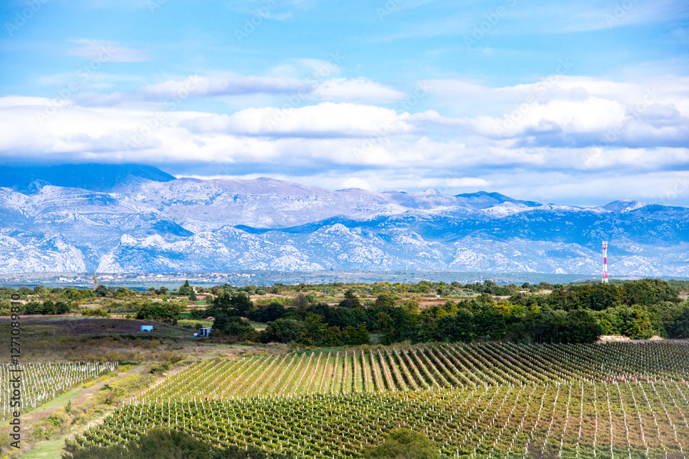Fototapeta premium vineyard in dalmatia
