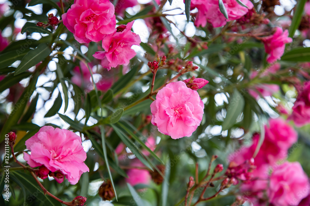 Nerium oleander. Poisonous perennial plant of the periwinkle family. Medicinal plant. Delicate pink flowers, background Nerium oleander. Poisonous perennial plant of the periwinkle family. Medicinal plant. Delicate pink flowers, background