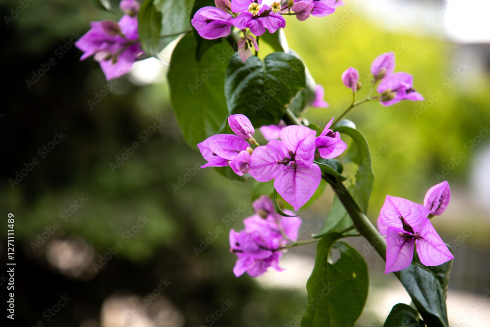 Obraz premium Bougainvillea. Lilac flowers in the garden. Evergreen liana. Tropical plant