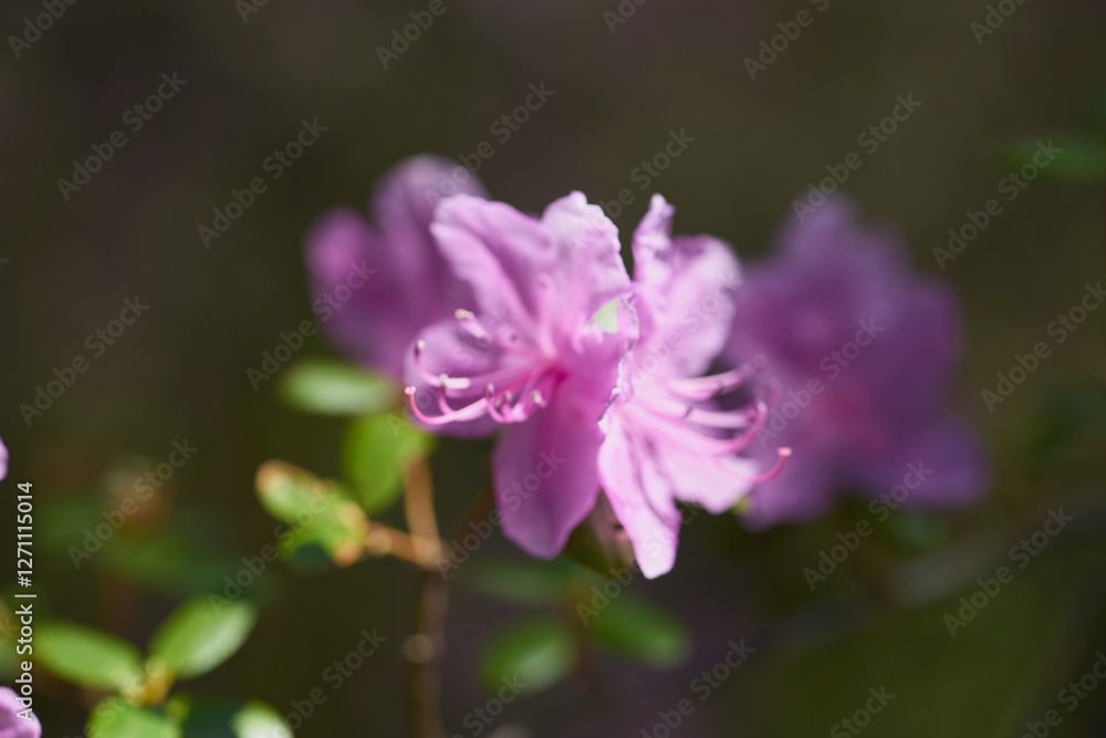 Delicate pink azalea blooms amidst greenery in soft natural light Delicate pink azalea blooms amidst greenery in soft natural light