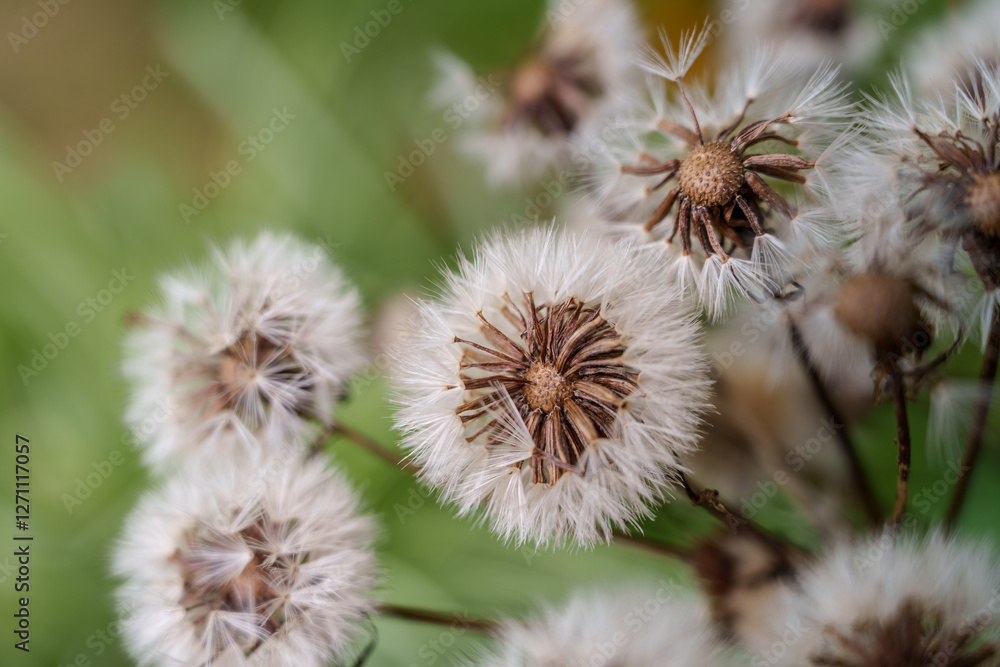 Close-up photo of white Farfugium japonicum flowers in bloom Close-up photo of white Farfugium japonicum flowers in bloom