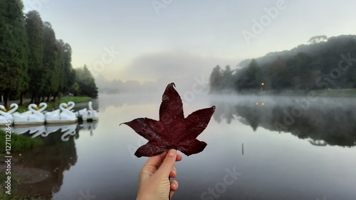 mão segurando folha de plátano no outono em são francisco de paula, rio grande do sul 