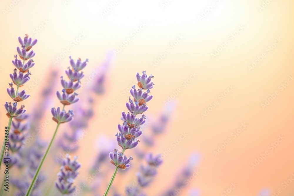 Naklejka premium A detailed view of a bouquet of purple lavender blooms