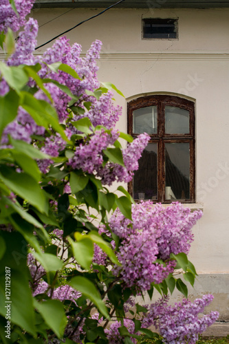 old window in house, and blooming lilac bush , Ukraine, Zbarazh, Ternopil region