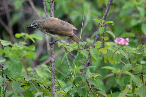 Wallpaper Mural  The beautiful white browed bulbul perched on a branch against a backdrop of green foliage. Its pale yellow underside and distinctive white eyebrow clearly visible Torontodigital.ca