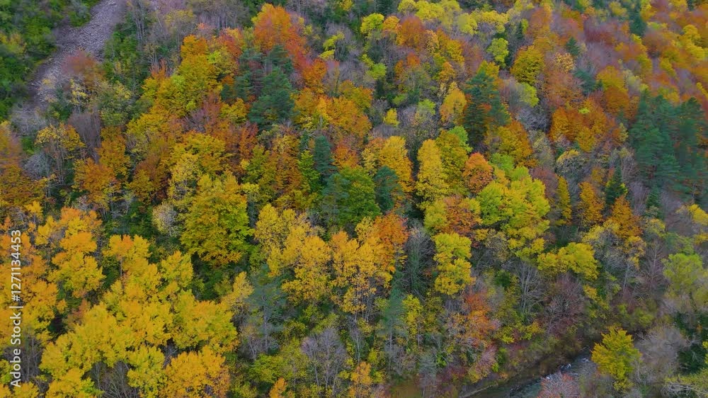 Mixed forest in autumn. Aerial view from a drone over the Veral River in the Ansó Valley. La Jacetania, Huesca Province, Aragon, Spain, Europe