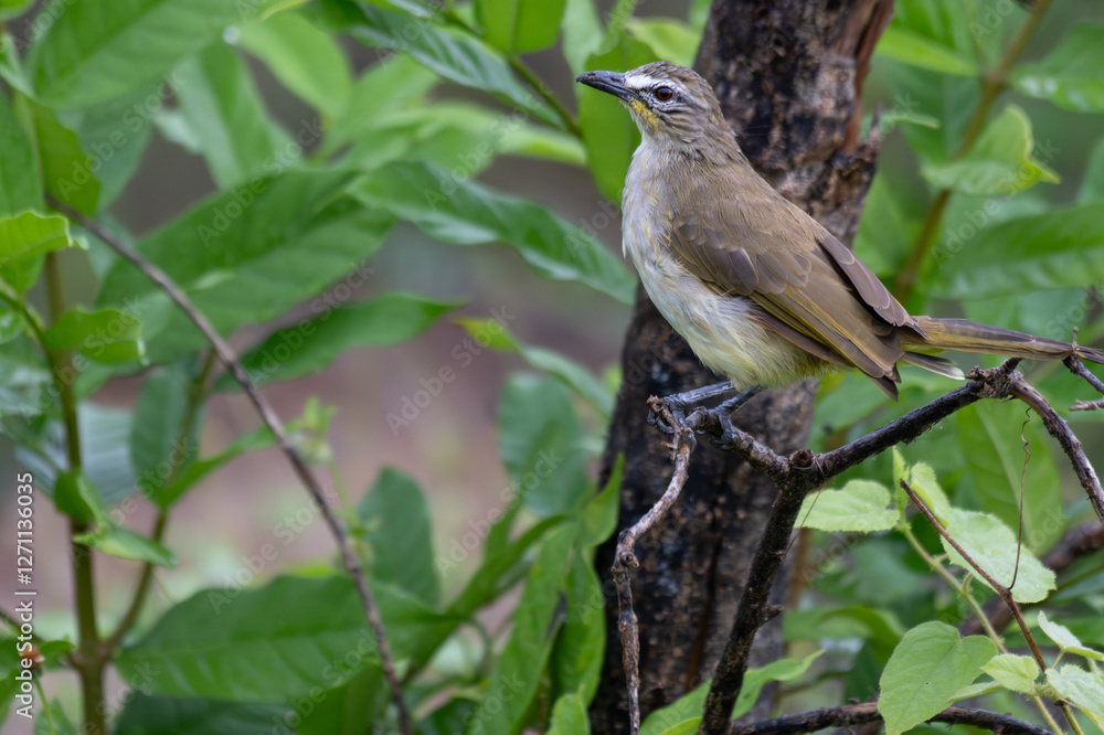 The beautiful white browed bulbul perched on a branch against a backdrop of green foliage. Its pale yellow underside and distinctive white eyebrow clearly visible The beautiful white browed bulbul perched on a branch against a backdrop of green foliage. Its pale yellow underside and distinctive white eyebrow clearly visible