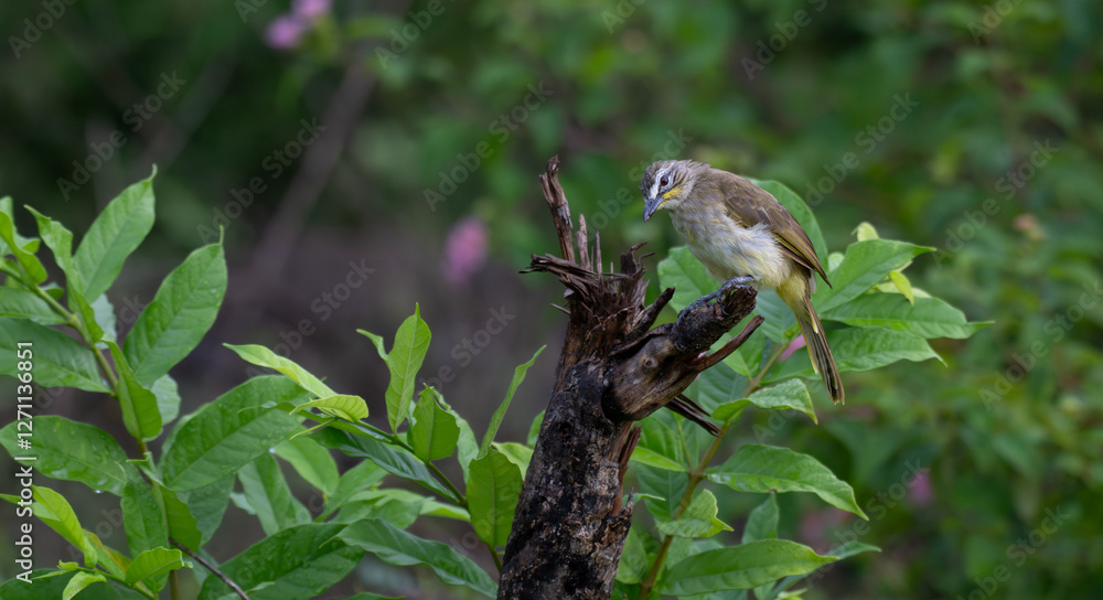 The beautiful white browed bulbul perched on a branch against a backdrop of green foliage. Its pale yellow underside and distinctive white eyebrow clearly visible The beautiful white browed bulbul perched on a branch against a backdrop of green foliage. Its pale yellow underside and distinctive white eyebrow clearly visible