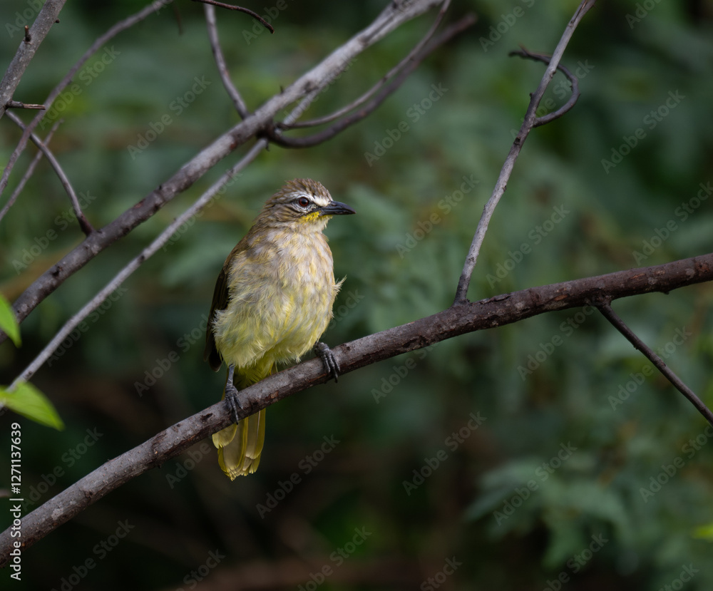 The beautiful white browed bulbul perched on a branch against a backdrop of green foliage. Its pale yellow underside and distinctive white eyebrow clearly visible The beautiful white browed bulbul perched on a branch against a backdrop of green foliage. Its pale yellow underside and distinctive white eyebrow clearly visible