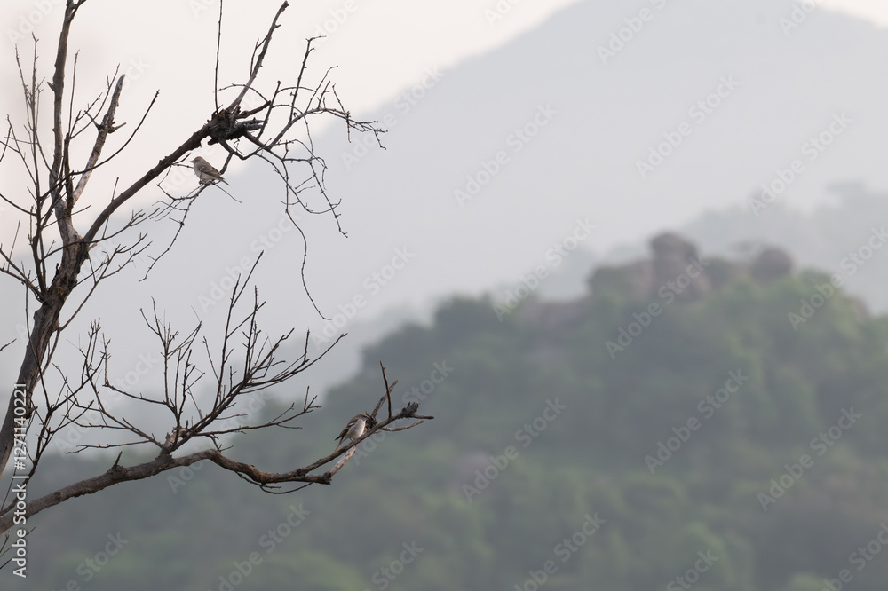 The beautiful two birds perching on a branch of tree, facing opposite side. The background is blurred with mountain and sky. The beautiful two birds perching on a branch of tree, facing opposite side. The background is blurred with mountain and sky.