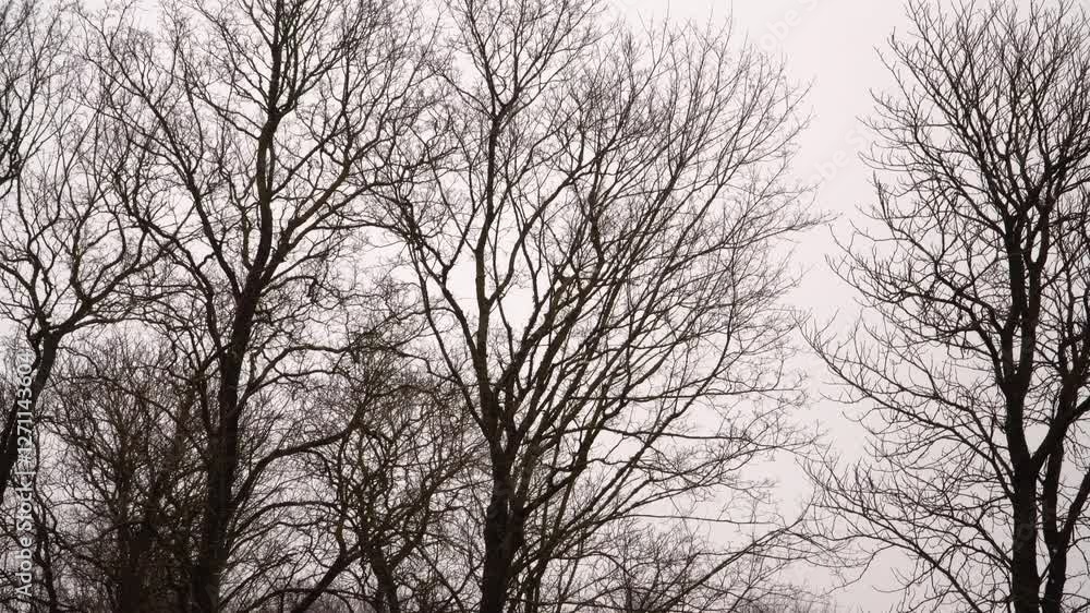 A panoramic winter landscape showcasing a cluster of bare trees amidst a gentle snowfall. This scene captures the stark beauty of winter, highlighting intricate tree branches against a cloudy sky. A panoramic winter landscape showcasing a cluster of bare trees amidst a gentle snowfall. This scene captures the stark beauty of winter, highlighting intricate tree branches against a cloudy sky.