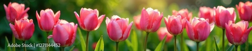 Pink petals of roses and tulips unfold amidst lush greenery, blooms, tulips