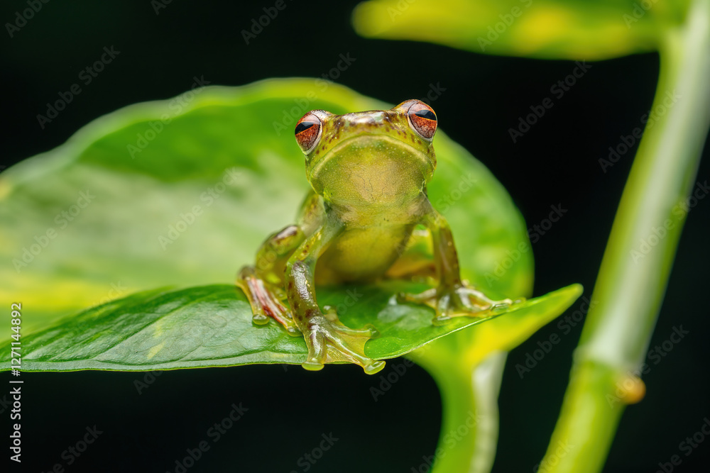 Jade Tree Frog (Zhangixalus dulitensis) is a species of frog found in Borneo island, Indonesia. Jade Tree Frog (Zhangixalus dulitensis) is a species of frog found in Borneo island, Indonesia.