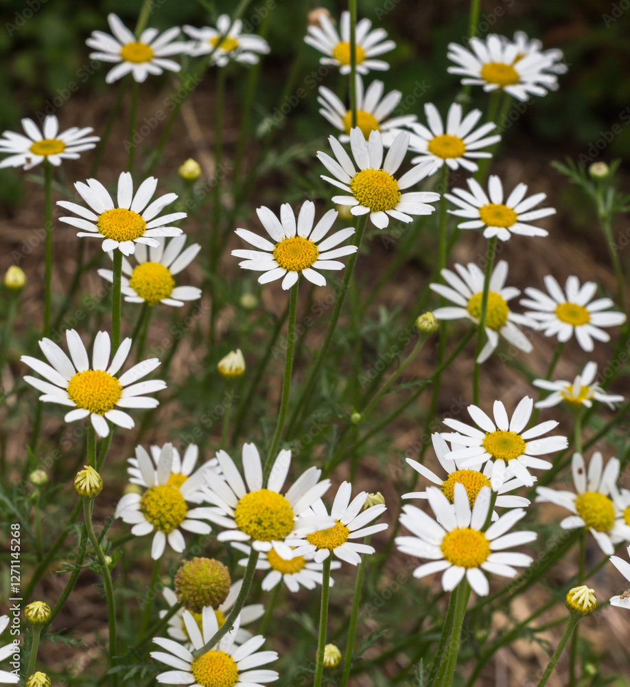 Dreamy Daisies: Soft Focus Meadow Flowers Dreamy Daisies: Soft Focus Meadow Flowers