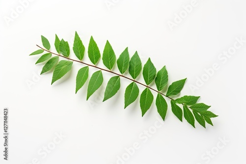 Top view of isolated green sumac leaves on a white background
