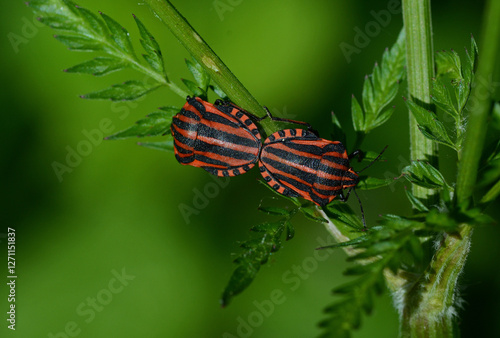 Streifenwanze (Graphosoma italicum)
