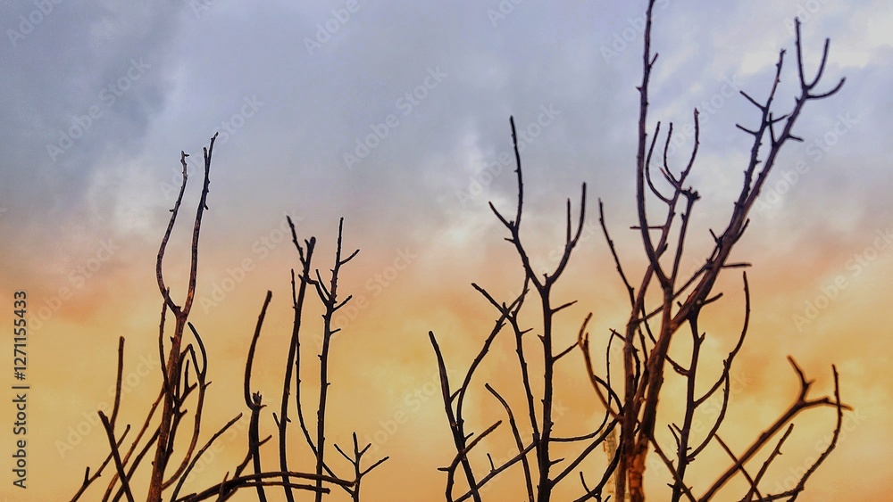 Obraz premium reeds in the morning