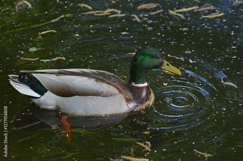 Stockente (Anas platyrhynchos)