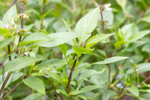 Ocimum basilicum. Thai basil photo