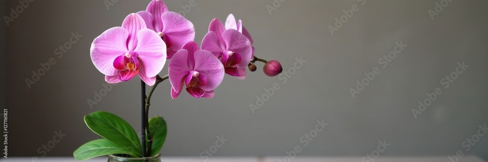 Pink orchid in a vase with green leaves and thin pink stripes, decor, arrangement, elegant Pink orchid in a vase with green leaves and thin pink stripes, decor, arrangement, elegant