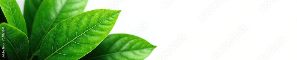Rubber tree leaves with veins on white background, tropical, flora Rubber tree leaves with veins on white background, tropical, flora