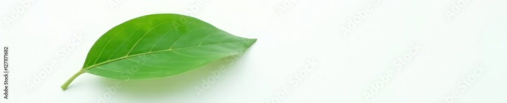 Single large leaf against plain white background, simple, leaf Single large leaf against plain white background, simple, leaf