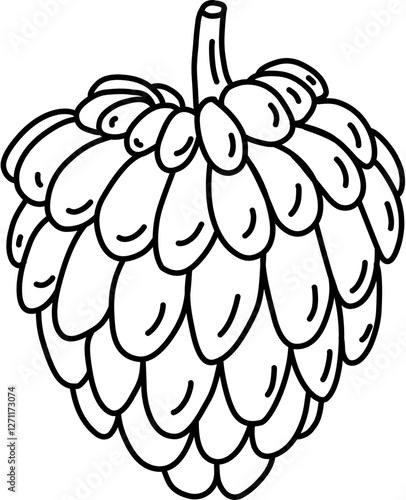 Fruit. Hand drawn vector isolated doodle. Cherimoya 