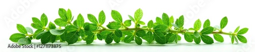 Freshly cut thyme against white background with light source, green, single