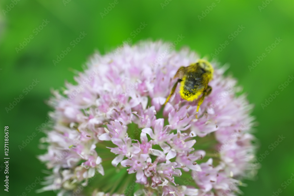 Bee on Pink Allium Flower Macro Close-Up with Blurred Green Background Bee on Pink Allium Flower Macro Close-Up with Blurred Green Background