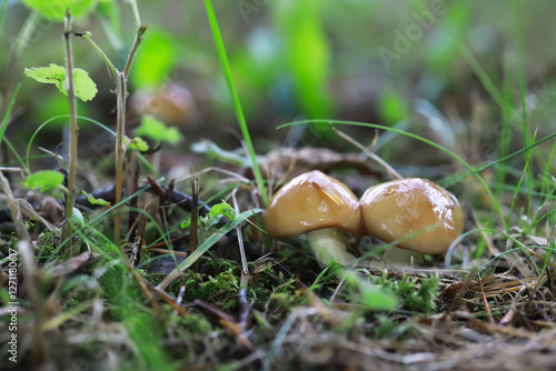 Close-Up of Two Mushrooms in a Vibrant Forest Floor with Green Foliage and Mossy Ground photo