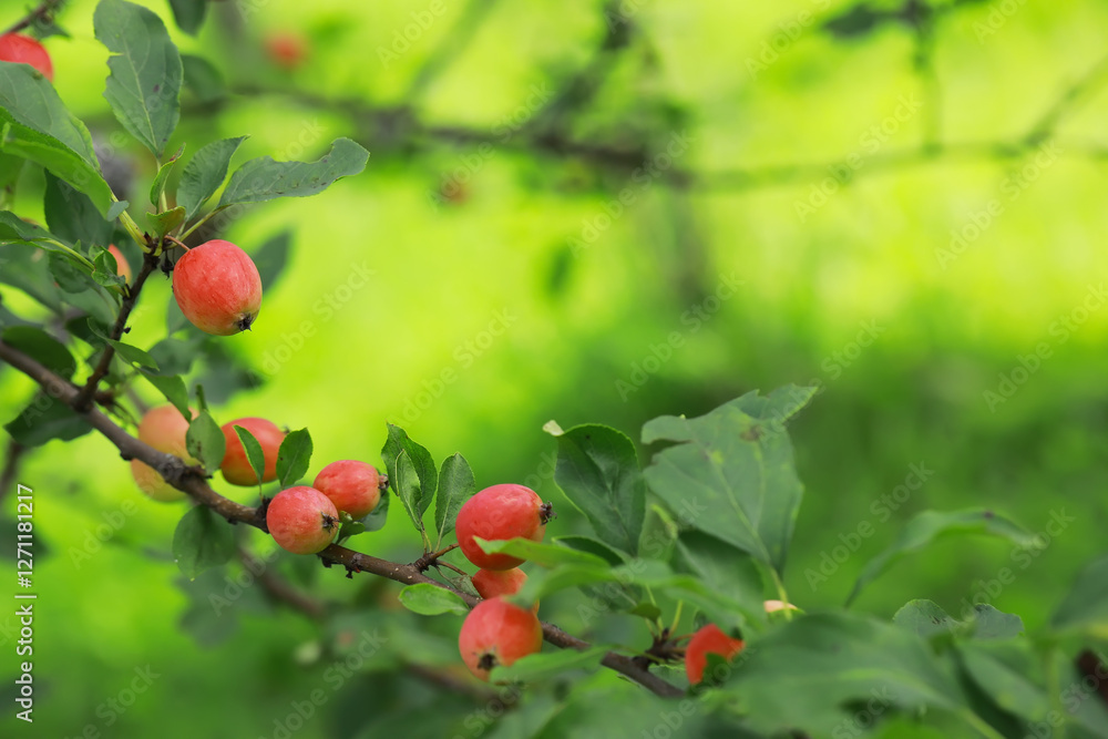 Red Crabapple Fruits on Branch Surrounded by Lush Green Foliage in Orchard Red Crabapple Fruits on Branch Surrounded by Lush Green Foliage in Orchard
