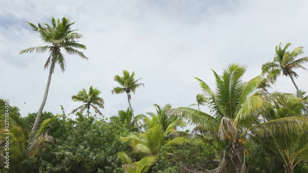 Tropical vegetation with lush palm trees on a sandy beach in the Cook Islands Tropical vegetation with lush palm trees on a sandy beach in the Cook Islands