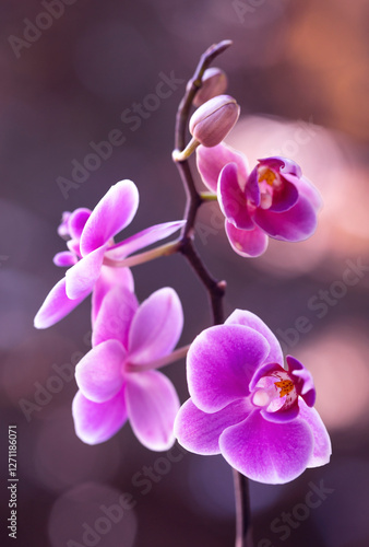 Fioletowe kwiaty Storczyków - Orchidea.