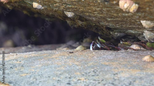 Two Purple rock crabs, (Leptograpsus variegatus) alerted by the surroundings, quickly retreat to the safety of their coastal rock shelter, surrounded by limpets and barnacles, close up shot. photo