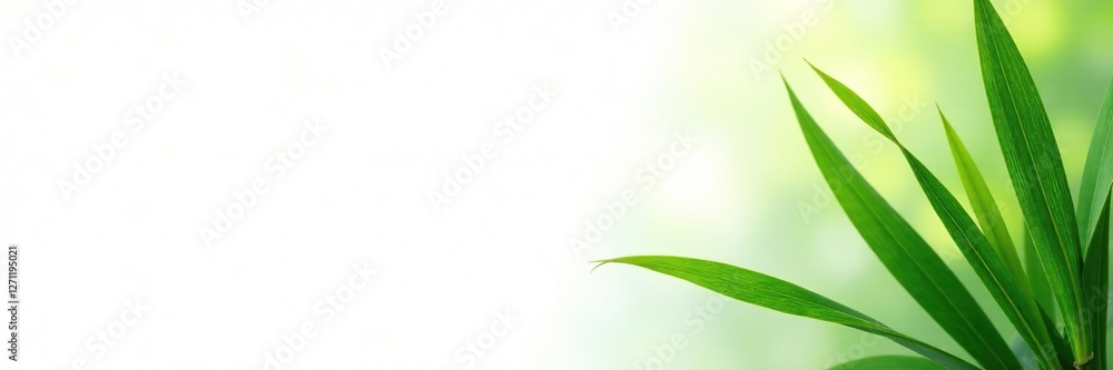Bamboo Leaf Texture on White Background with Clipping Path, natural, grass Bamboo Leaf Texture on White Background with Clipping Path, natural, grass