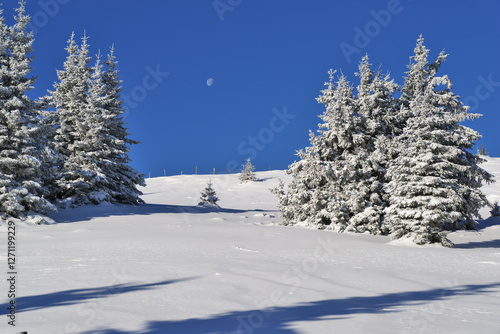 Sunny winter landscape under blue sky, snow covered trees and the moon visible. Seen during a ski tour by the popular Stuhleck, Styria, Austria