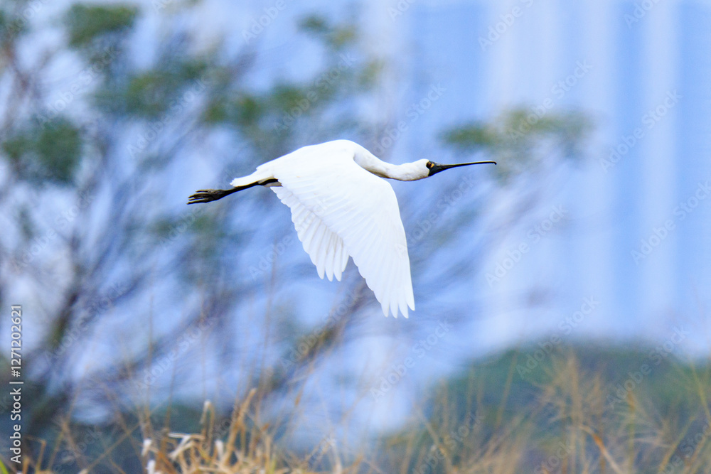 Black-Faced Spoonbill in Flight Over Wetland, Mai Po Natural Reserve, Hong Kong Black-Faced Spoonbill in Flight Over Wetland, Mai Po Natural Reserve, Hong Kong
