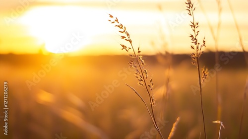 Golden grass swaying gently in the breeze during a stunning sunset in an open field : Generative AI photo