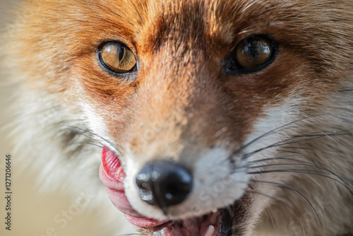 Close-up of a fox licking its face