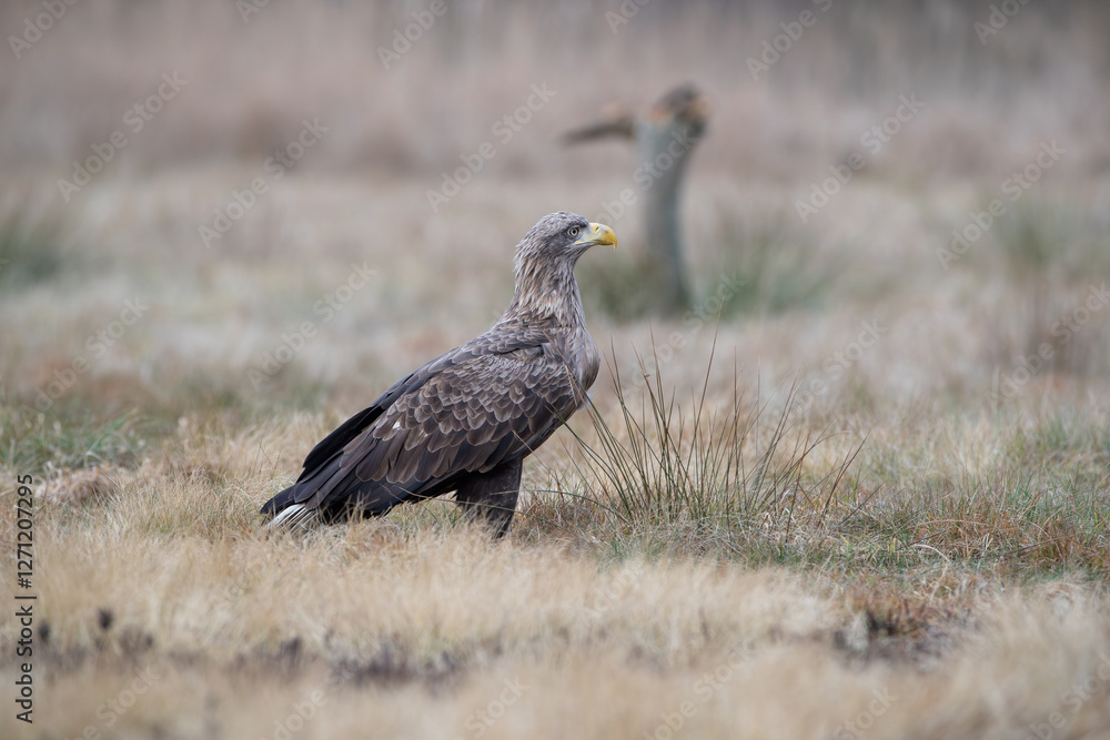 Fototapeta premium A white-tailed eagle sitting on an autumn meadow