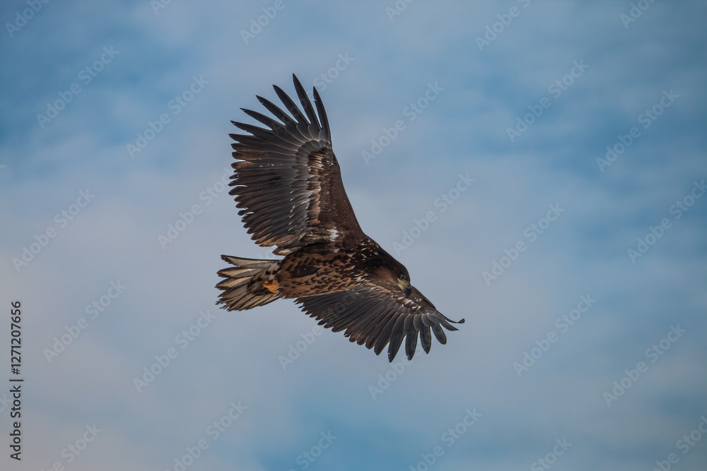 A white-tailed eagle flying against the background of clouds, looking for prey on the ground A white-tailed eagle flying against the background of clouds, looking for prey on the ground