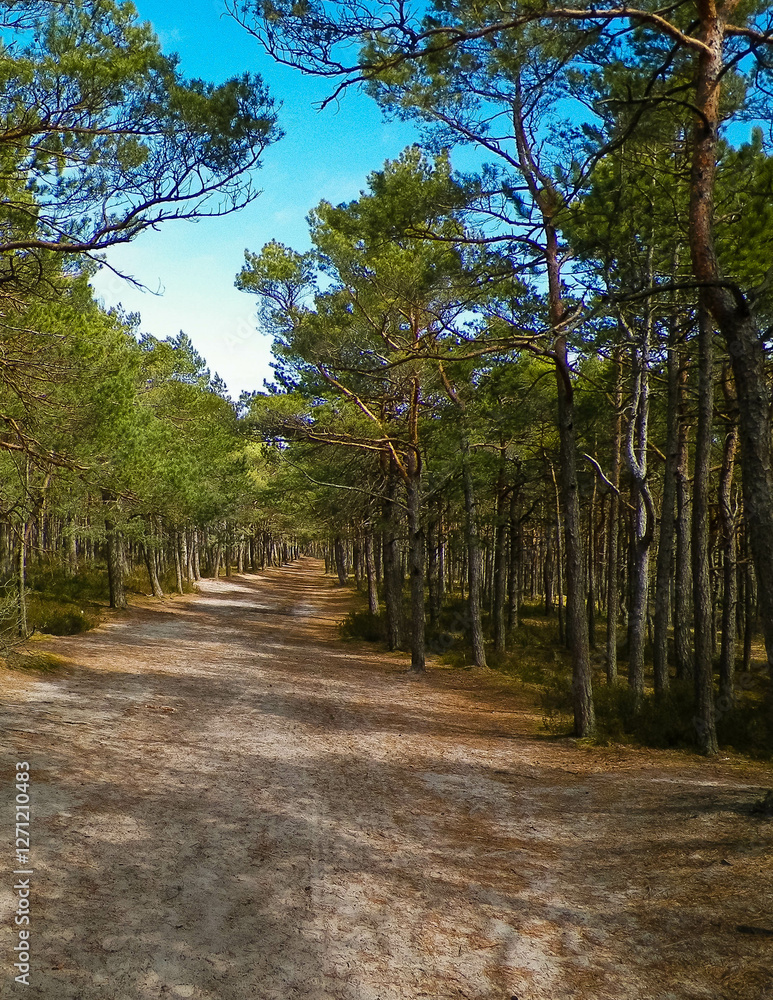 Fototapeta premium Forest in Stilo. Northern Poland.