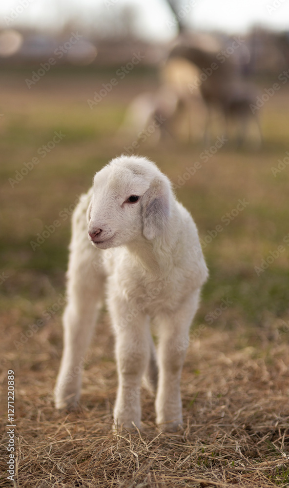 White sheep lamb with a ewe nursing other lambs in the background White sheep lamb with a ewe nursing other lambs in the background