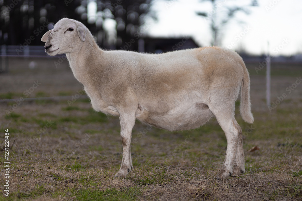 Pregnant sheep ewe on a pasture in late winter Pregnant sheep ewe on a pasture in late winter
