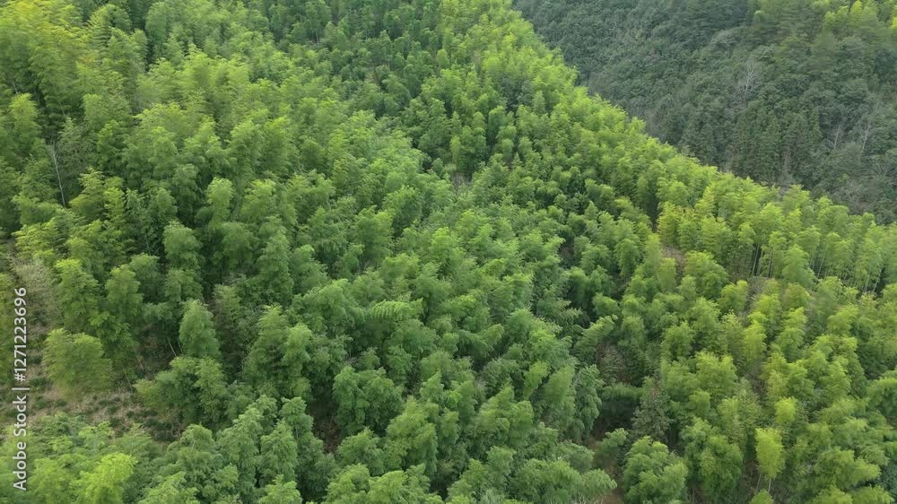 Aerial photography of a green bamboo forest on a high mountain in the mountains of southern Anhui Aerial photography of a green bamboo forest on a high mountain in the mountains of southern Anhui