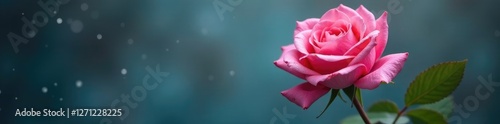 Pink rose bud in vertical position with ice crystals, natural, blossom, flower