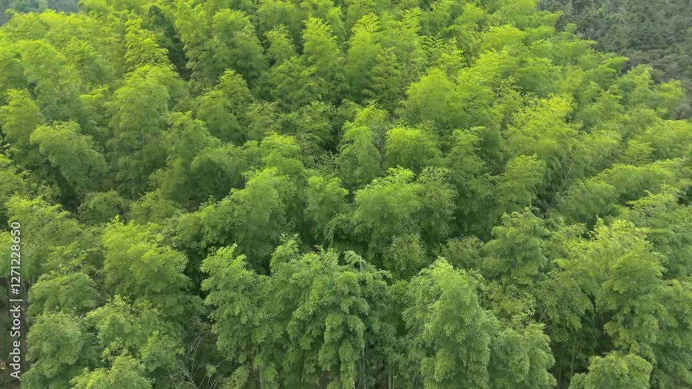 Aerial photography of a green bamboo forest on a high mountain in the mountains of southern Anhui Aerial photography of a green bamboo forest on a high mountain in the mountains of southern Anhui